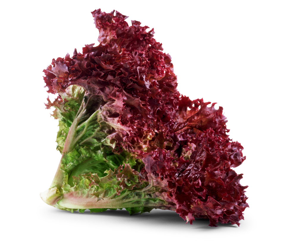Lollo rosso