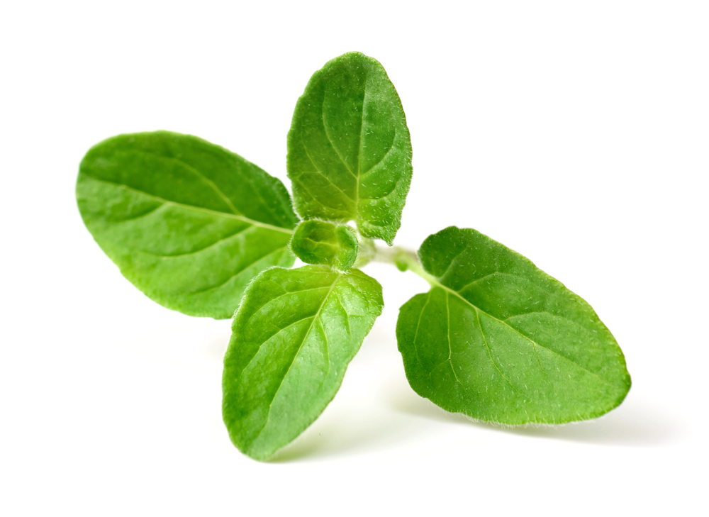 Oregano