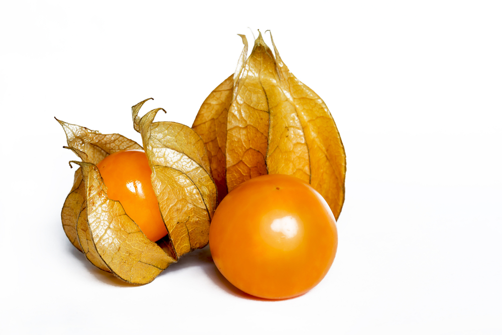 Physalis